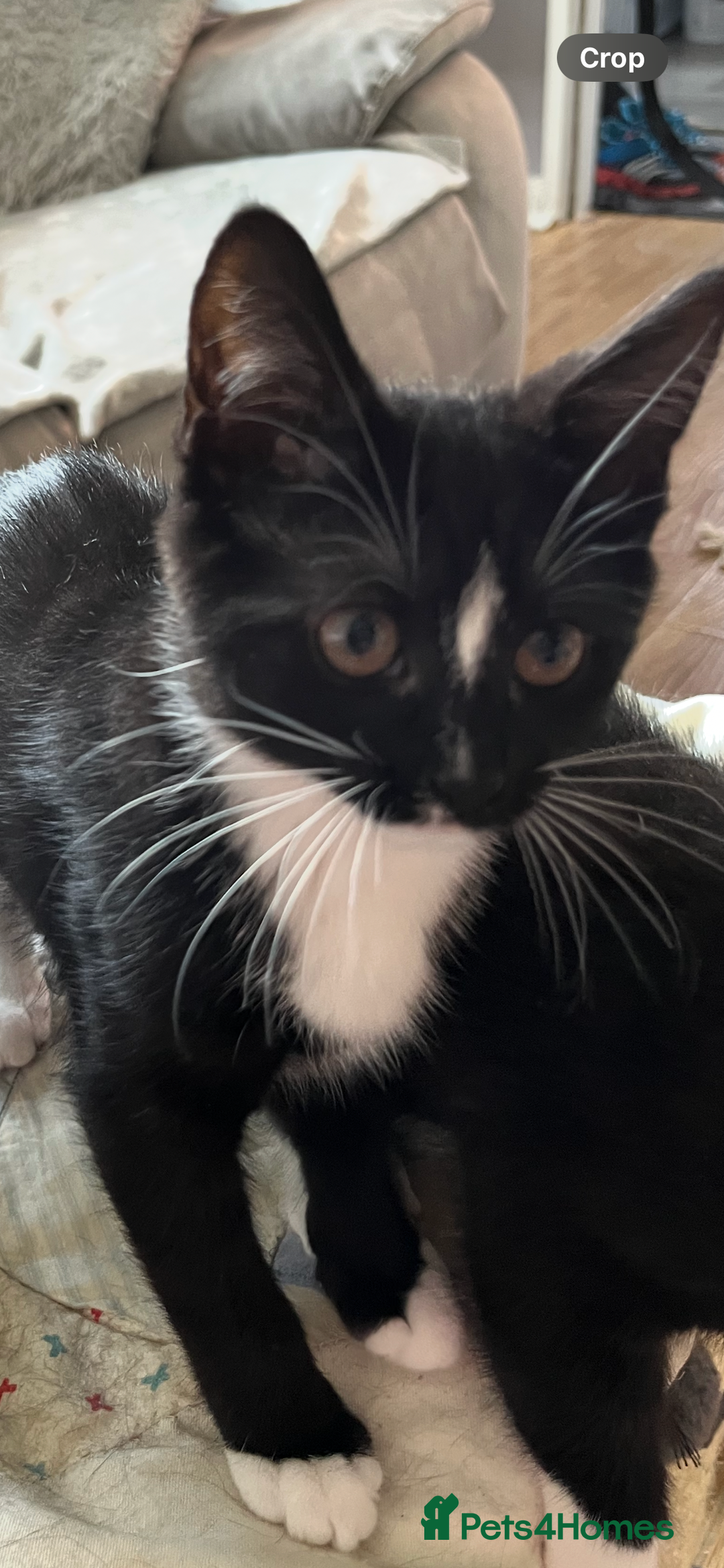 Mixed Breed cats for sale: 6 months old kitten  - Advert 4