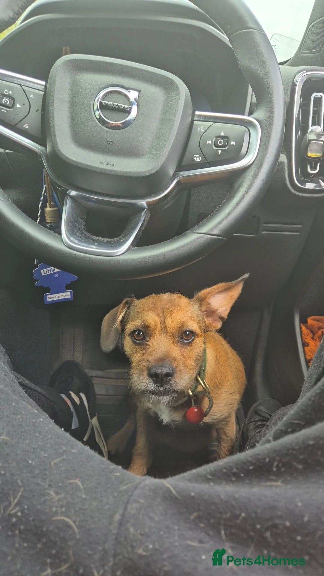 Mixed Breed dogs for sale: Border / Parson terrier mix puppies in Norwich - Advert 16