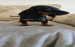 Dachshund dogs for sale: Dachshund puppies ready to leave  - Image 7