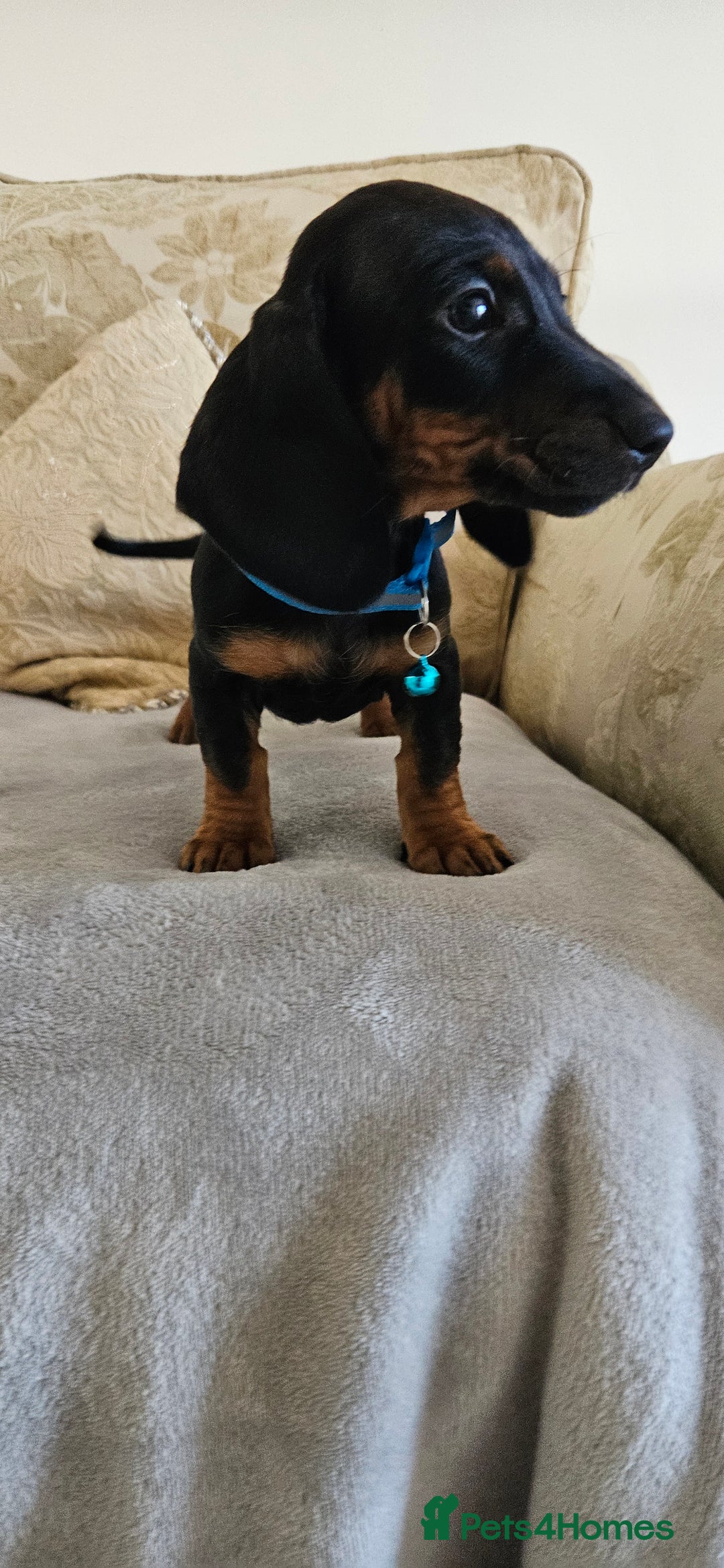 Dachshund dogs for sale: Dachshund puppies ready to leave  - Image 7