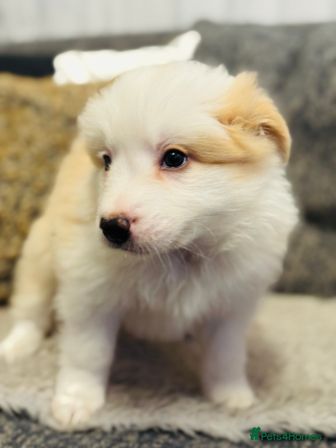 Border Collie dogs for sale: Pure Bred Border Collie Puppies For Sale - Advert 19