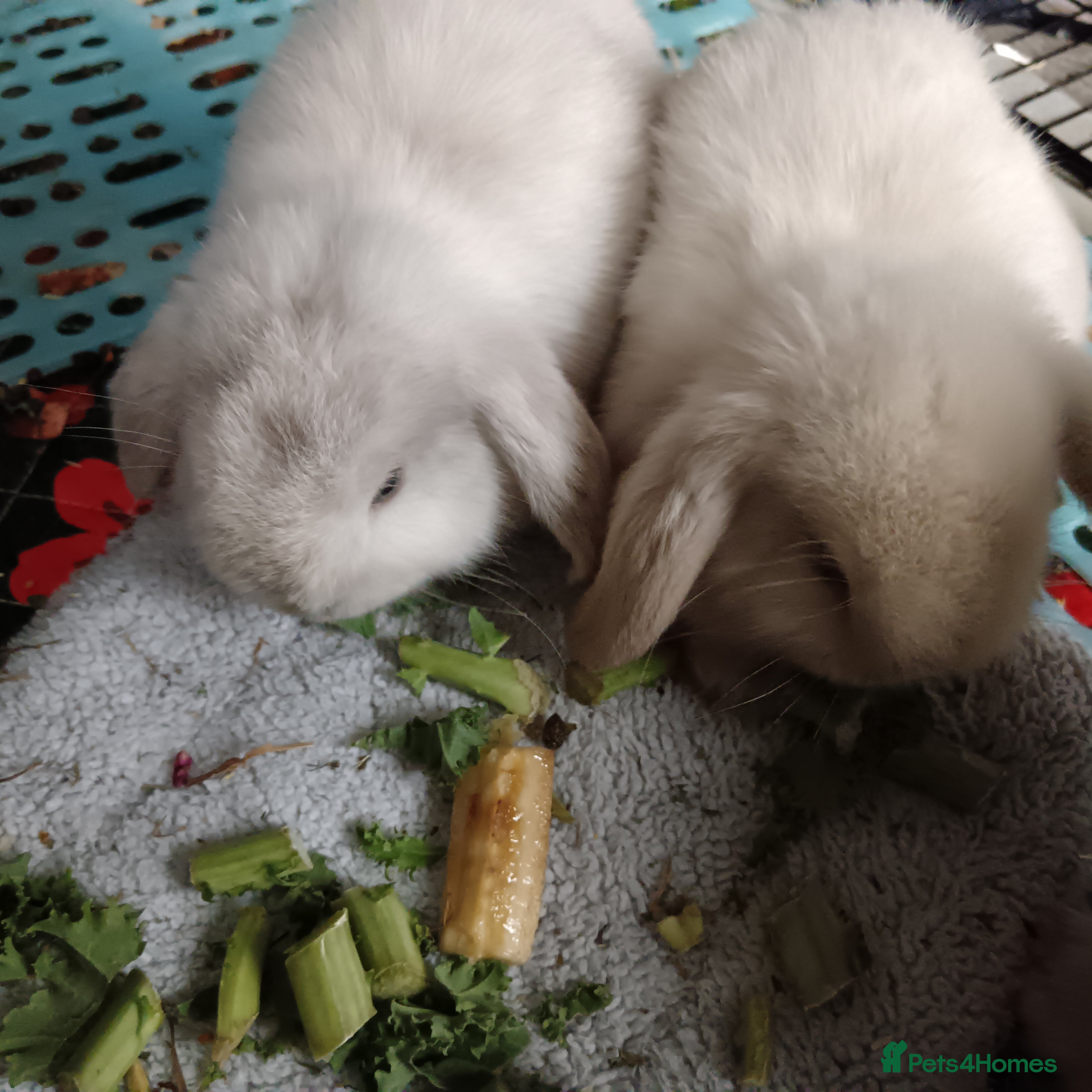 Mini Lop rabbits 2 girls  - Advert 1