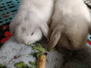 Mini Lop rabbits 2 girls - Advert 14