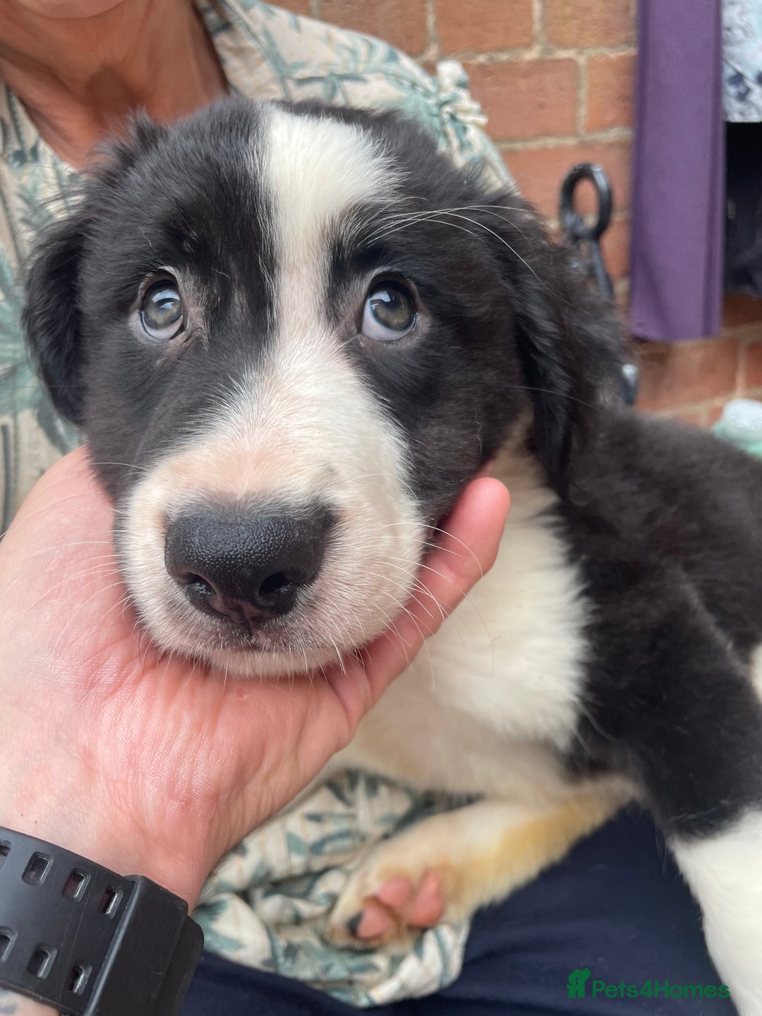 Mixed Breed dogs for sale: Staff collie cross puppies  - Image 9