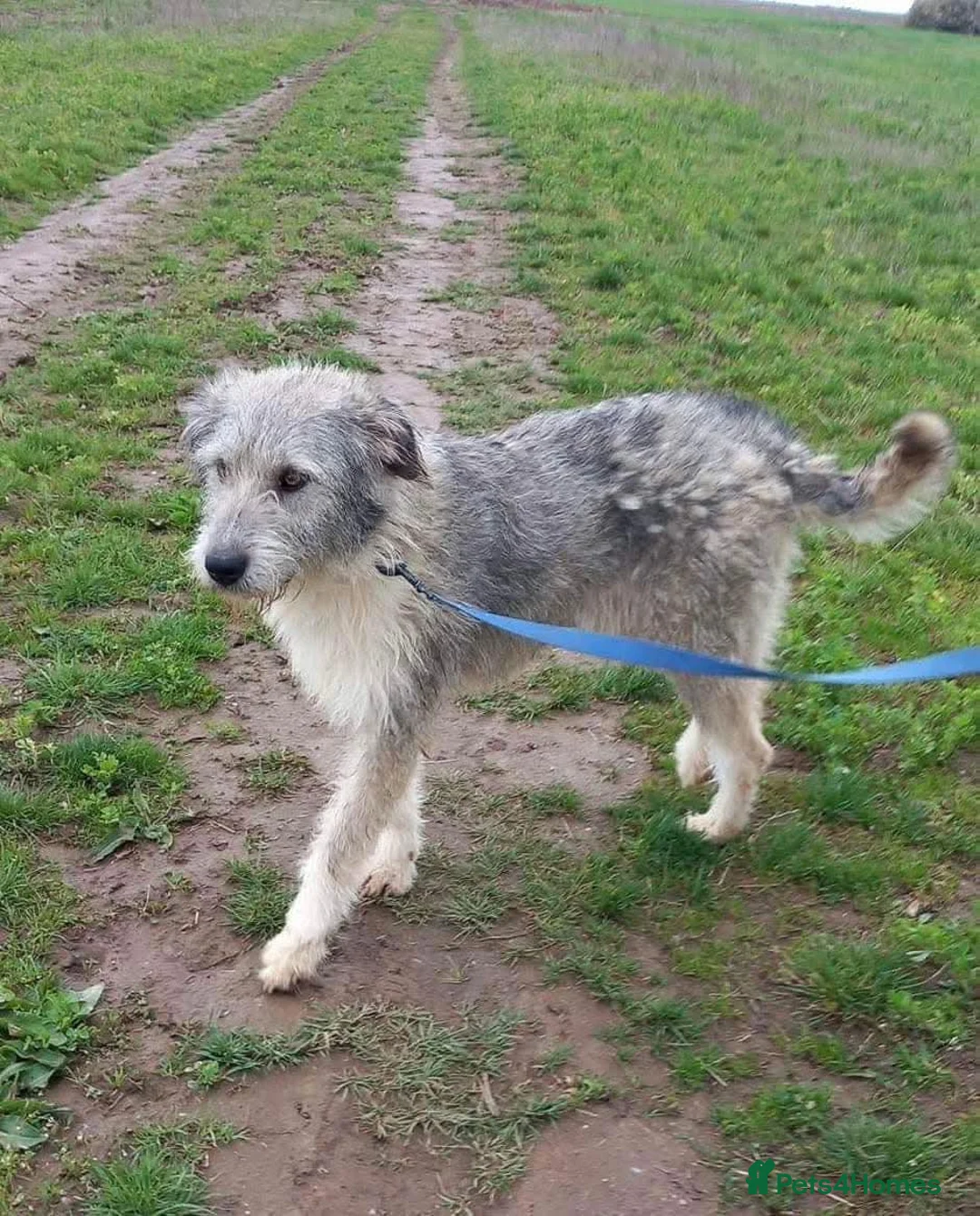 Mixed Breed dogs for adoption: 🧡 Amira - our sweet shepherd 🧡  - Advert 2