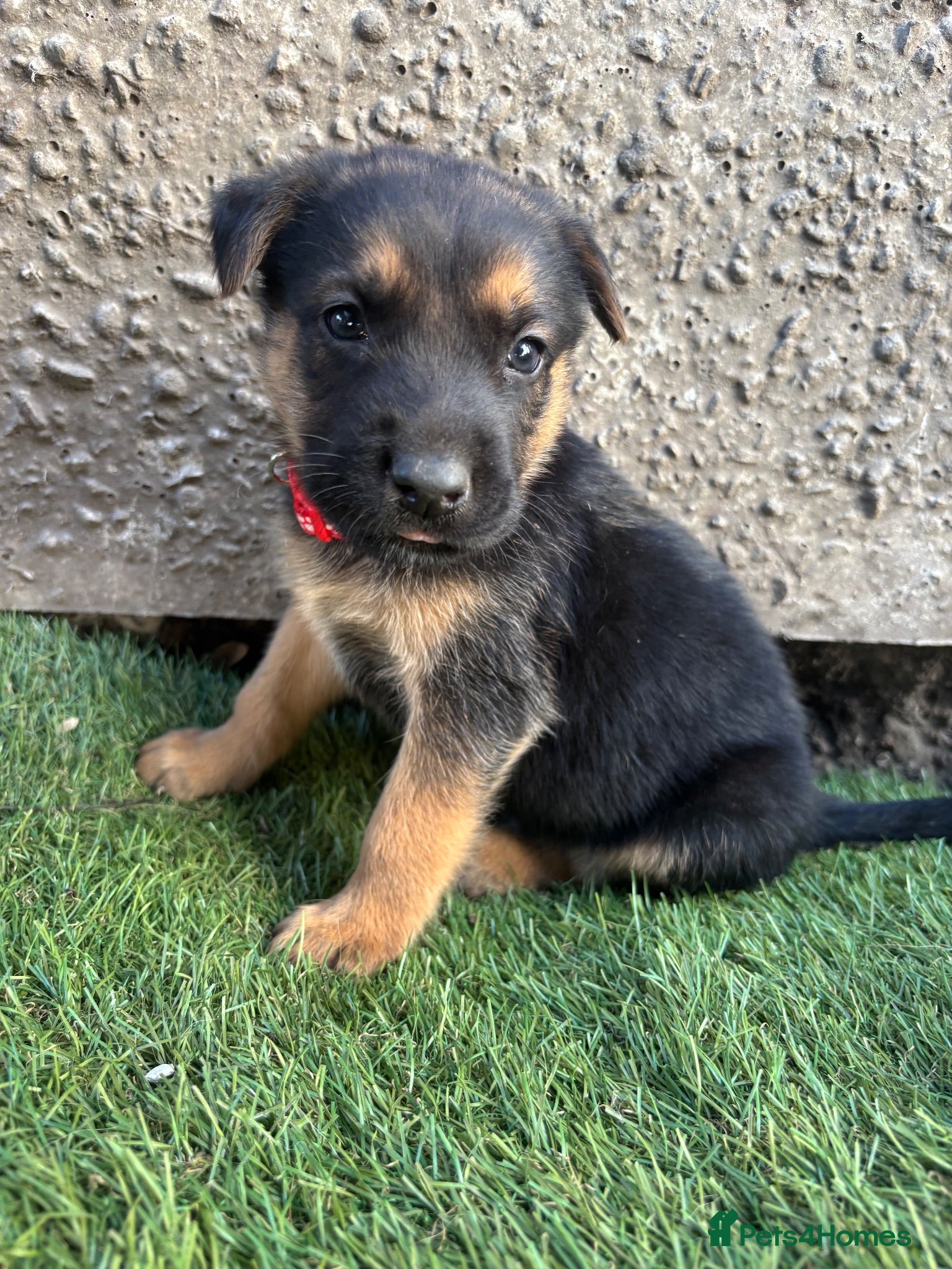 German Shepherd dogs Dutch X German Shepherd pups - Advert 17