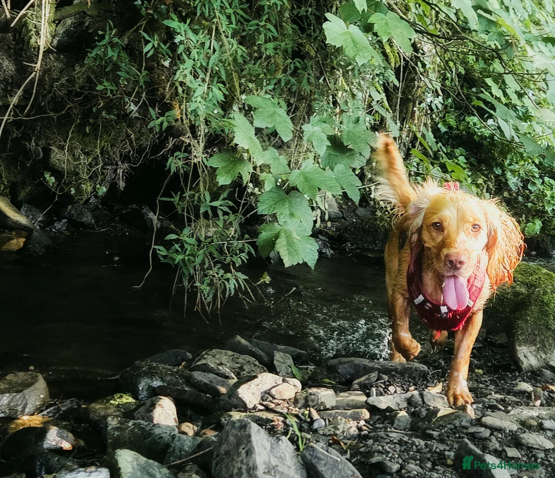 Cocker Spaniel dogs for sale: 3yr old cocker spaniel bitch for sale - Advert 5