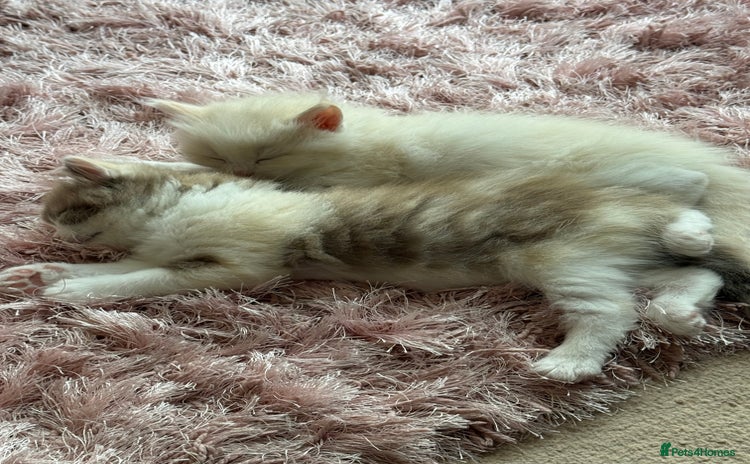 Ragdoll cats - Advert 1