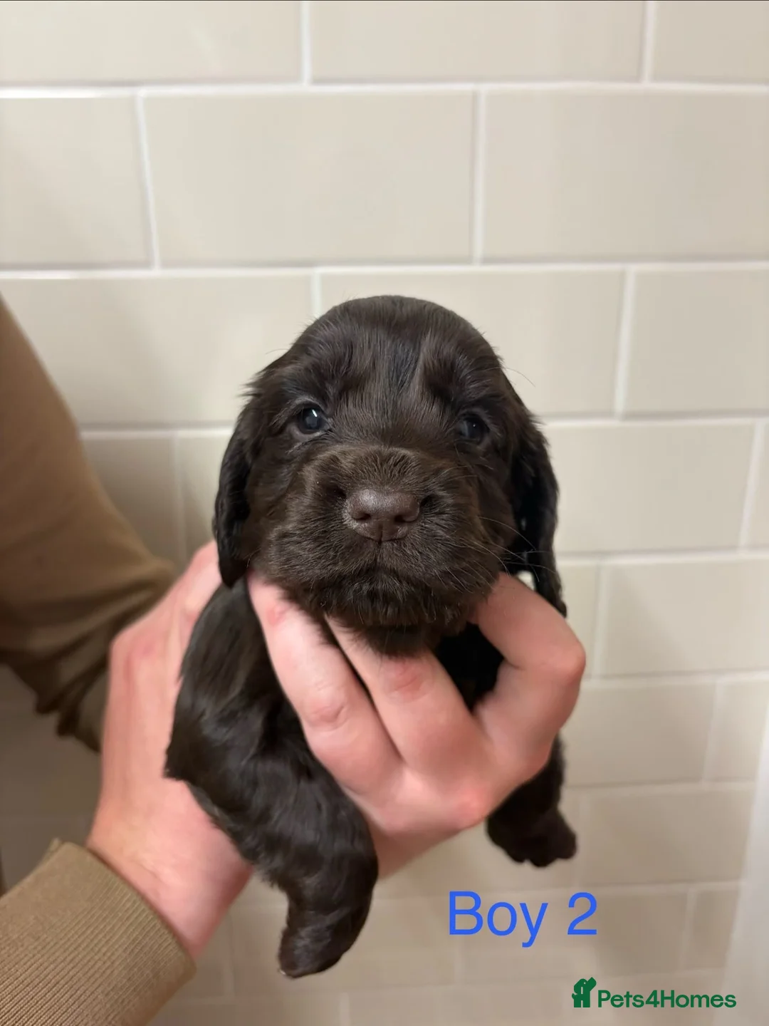 Cocker Spaniel dogs for sale: Beautiful cocker spaniel pups - Advert 20