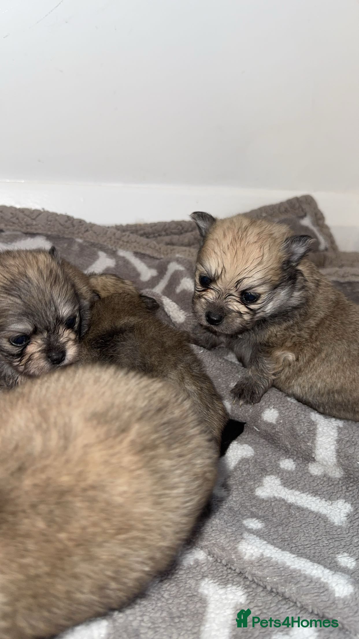 Pomeranian dogs 🎀Purebred Pomeranians🎀 - Advert 1