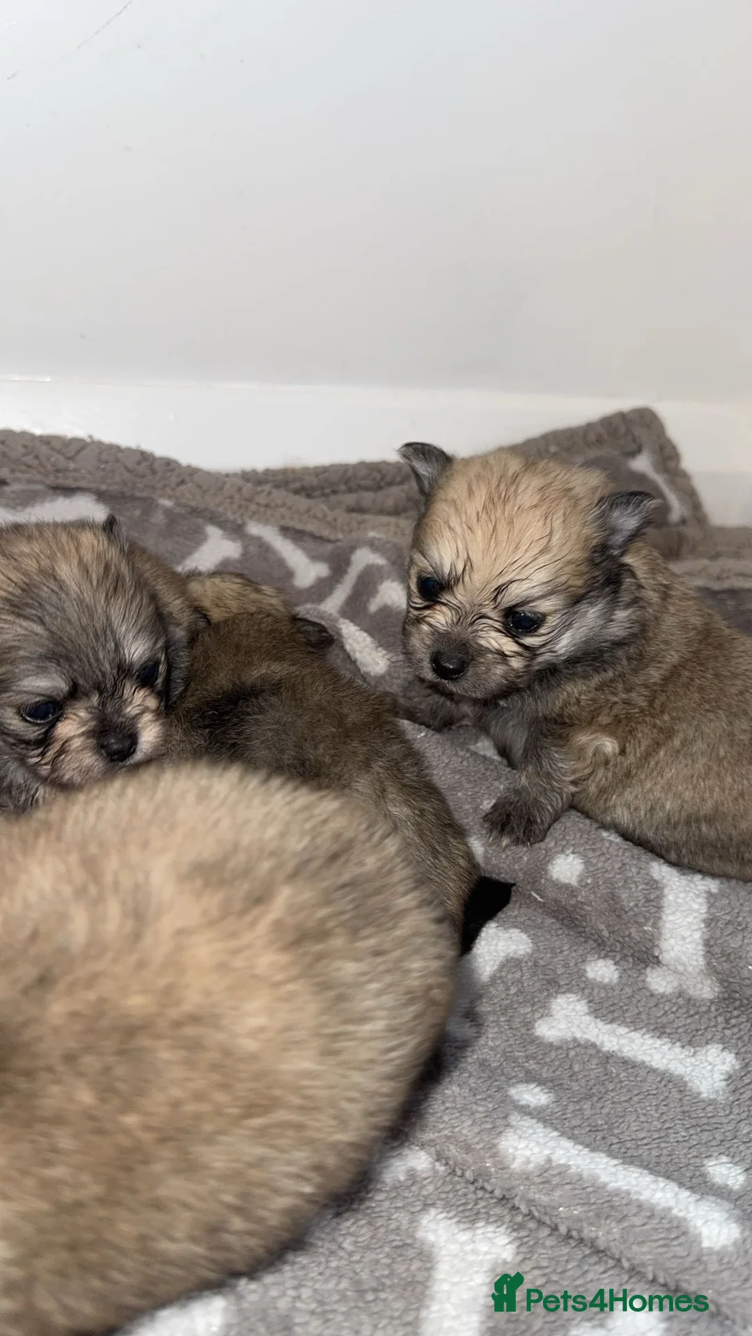 Pomeranian dogs for sale: 🎀Purebred Pomeranians🎀 - Advert 1