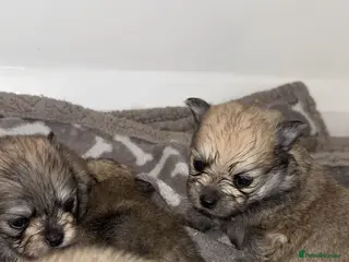 Pomeranian dogs 🎀Purebred Pomeranians🎀 - Advert 1