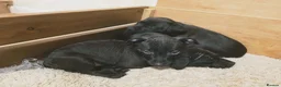 Patterdale Terrier dogs for sale: Patterdale Puppies - 5 Beautiful Bitches - Advert 11