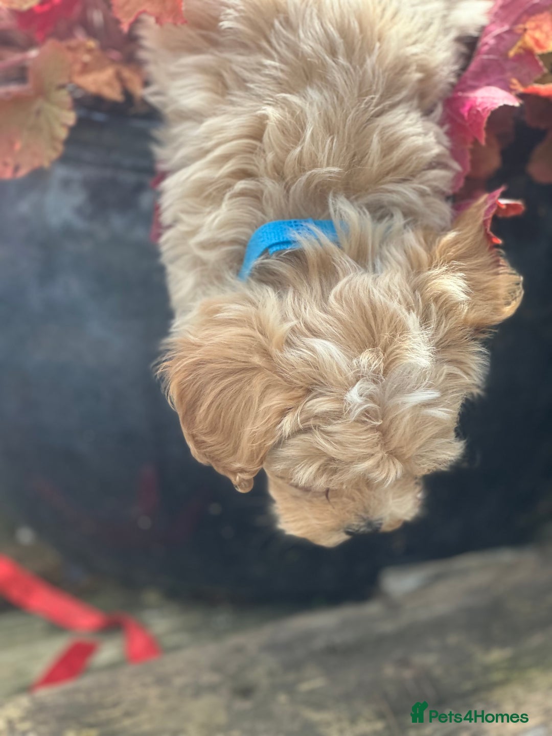 Maltipoo dogs for sale: F1 maltipoo - Image 11