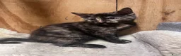 Mixed Breed cats for sale: Beautiful kittens available  - Advert 5