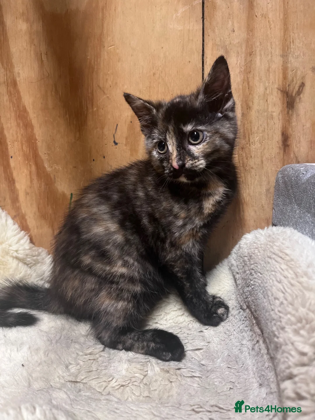 Mixed Breed cats for sale: Beautiful kittens available  - Advert 5