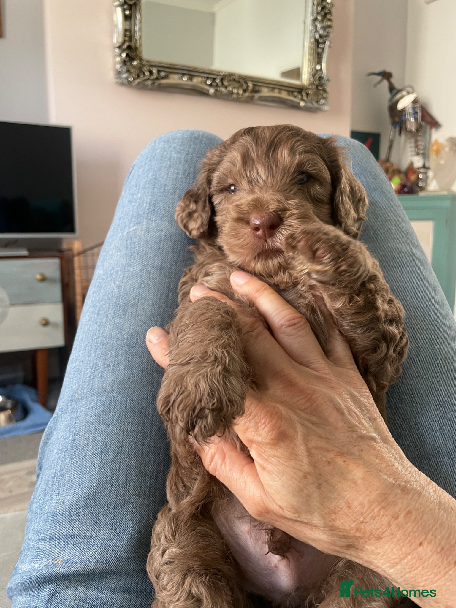 Double Doodle dogs Ultimate Double Doodles - lovely temperaments - Advert 1