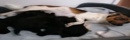Jackapoo dogs for sale: 7 Beautiful Jackapoo puppies  - Advert 23