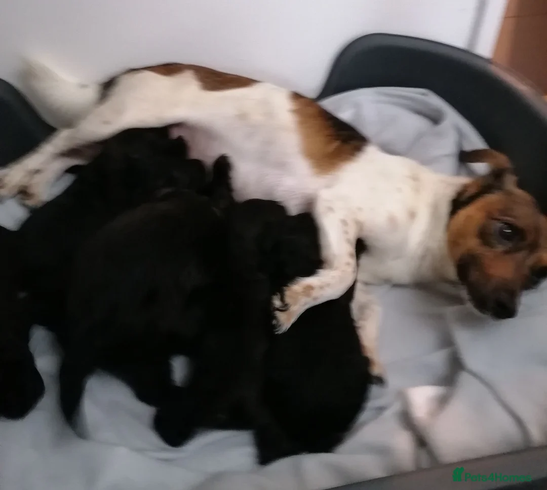 Jackapoo dogs for sale: 7 Beautiful Jackapoo puppies  - Advert 23
