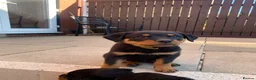Rottweiler dogs for sale: AMAZING PEDIGREE REGISTERED ROTTWEILER PUPPIES - Advert 11