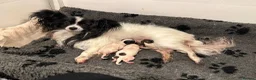 Papillon dogs for sale: KC Registered Male Papillon puppy for sale in Braintree - Advert 11