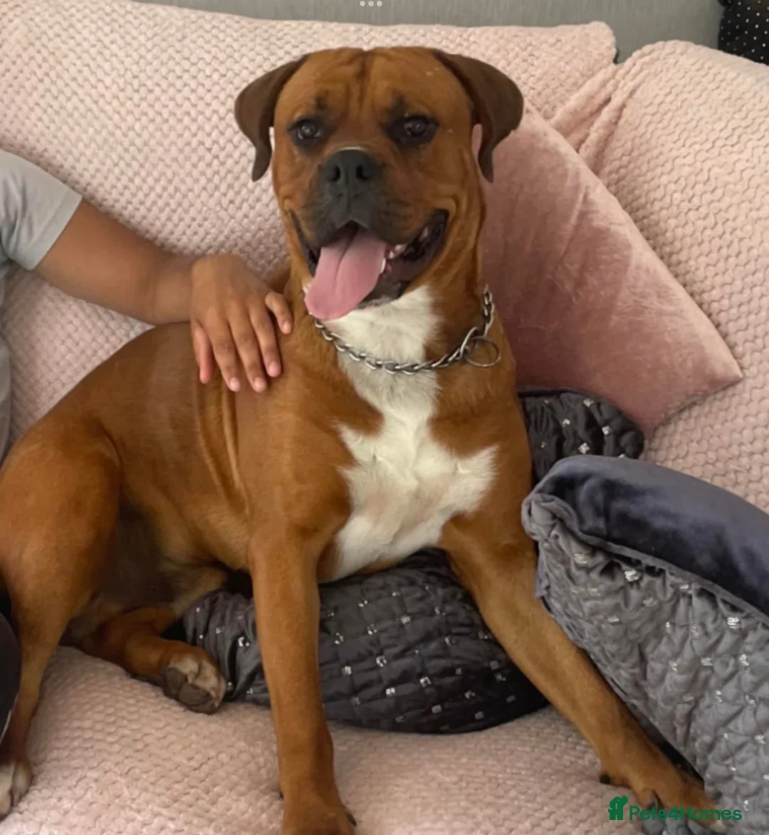 Mixed Breed dogs for sale: Boxweiler (Rottweiler x Boxer) - Advert 5