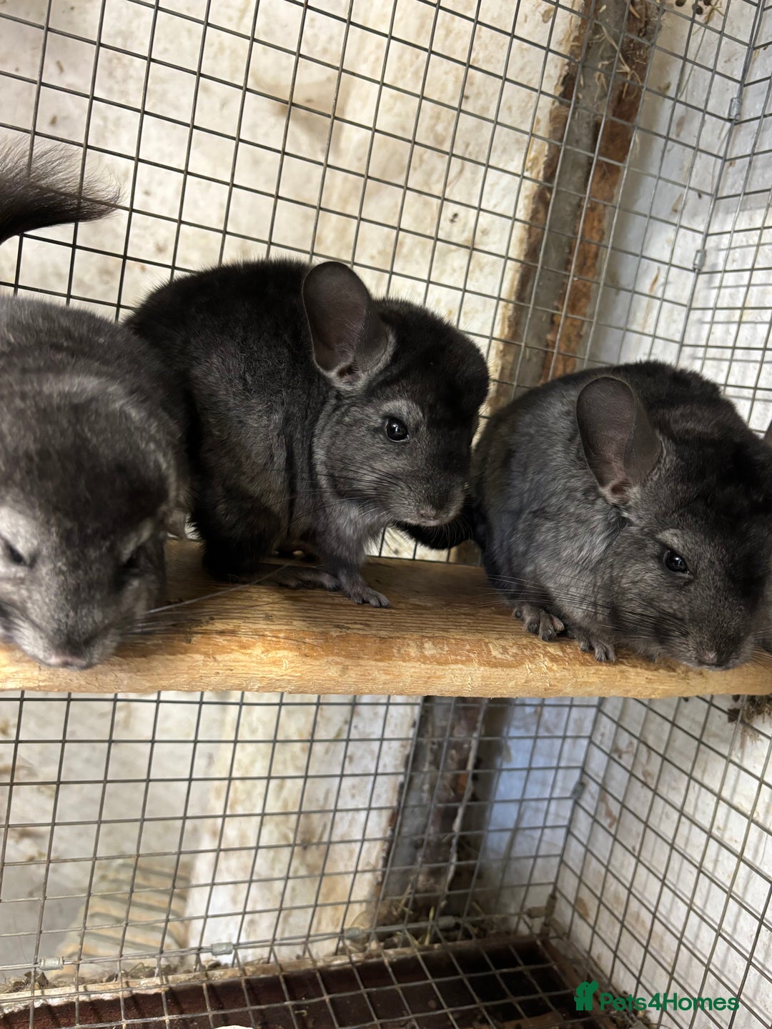 Chinchilla rodents for sale: Male and female chinchillas. - Image 9