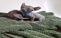 Sphynx cats for sale: Sphynx kittens  - Image 16