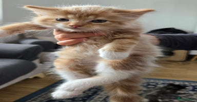 Mixed Breed cats - Advert 15