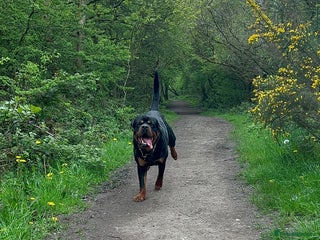 Rottweiler dogs in Walsall - Advert 13