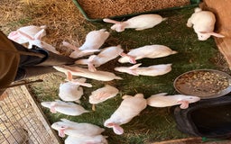 New Zealand rabbits for sale: Newzealand baby rabbits - Image 3