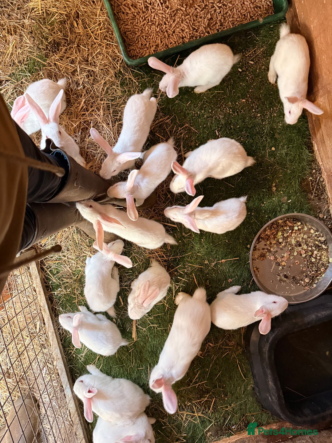 New Zealand rabbits for sale: Newzealand baby rabbits - Image 3