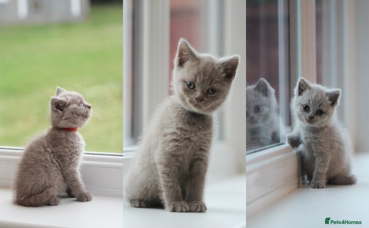 British Shorthair cats - Advert 4