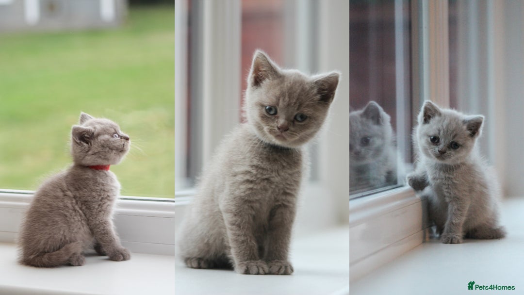 British Shorthair cats for sale: 🩶🐈🐾 Stunning BSH Kittens 🩶🐈🐾 - Image 1
