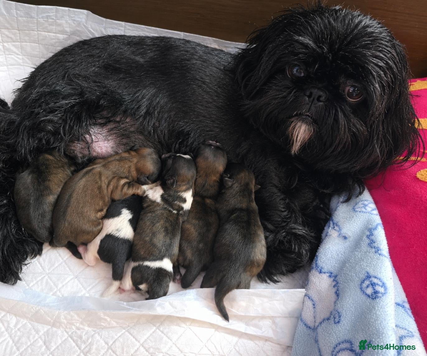 Shih Tzu dogs Beautiful Shih Tzu Puppies – 2 Boys & 4 Girls - Advert 1
