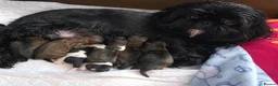 Shih Tzu dogs for sale: Beautiful Shih Tzu Puppies – 2 Boys & 4 Girls - Advert 1