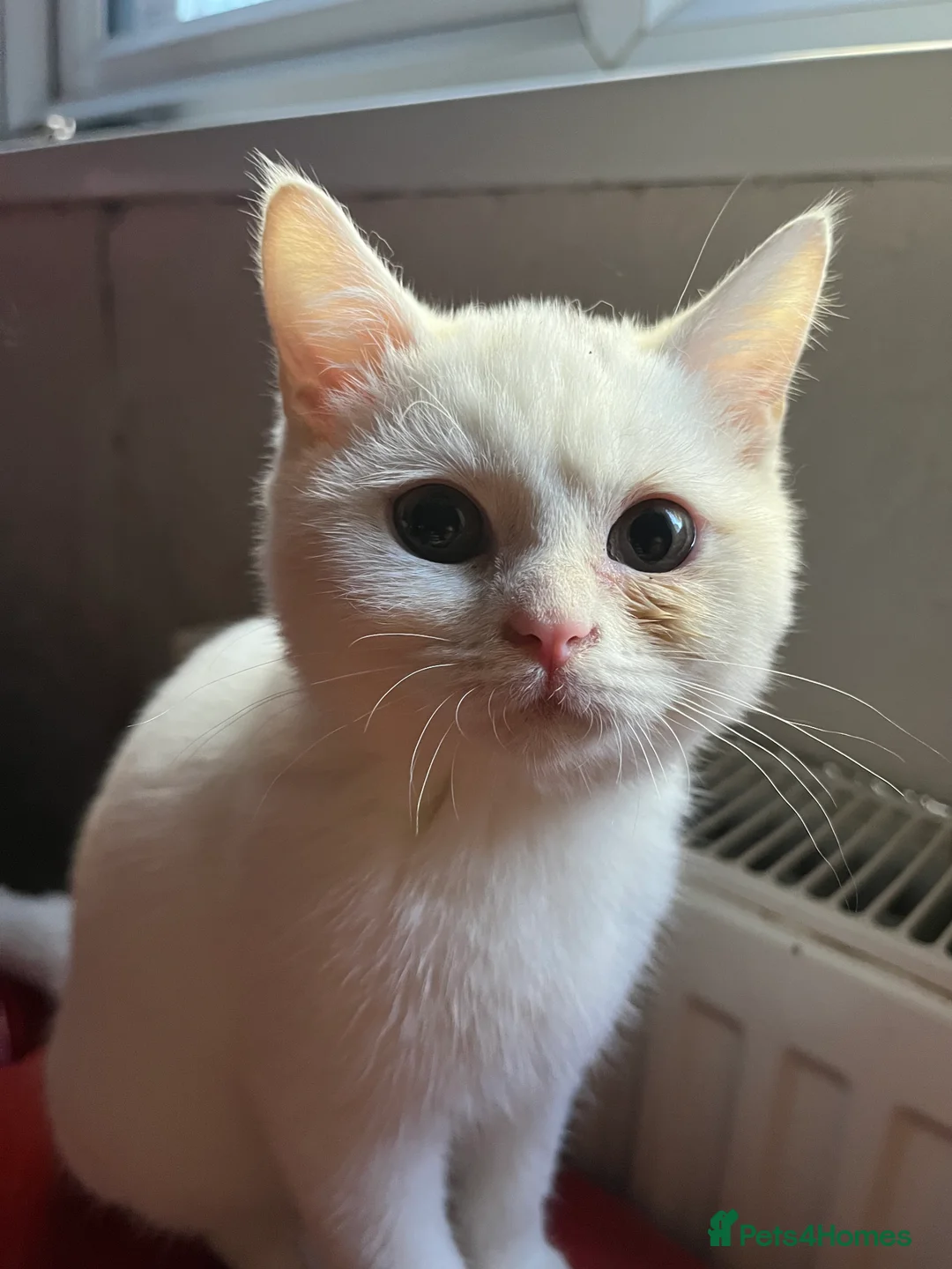 British Shorthair cats for sale: Gccf female British Shorthair kitten  - Advert 2