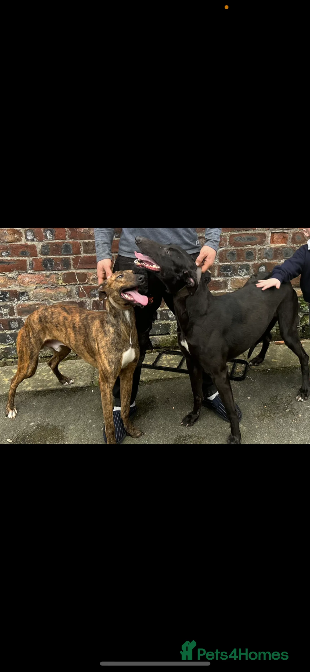 Lurcher dogs for sale: Lurcher puppies  in Manchester - Advert 1