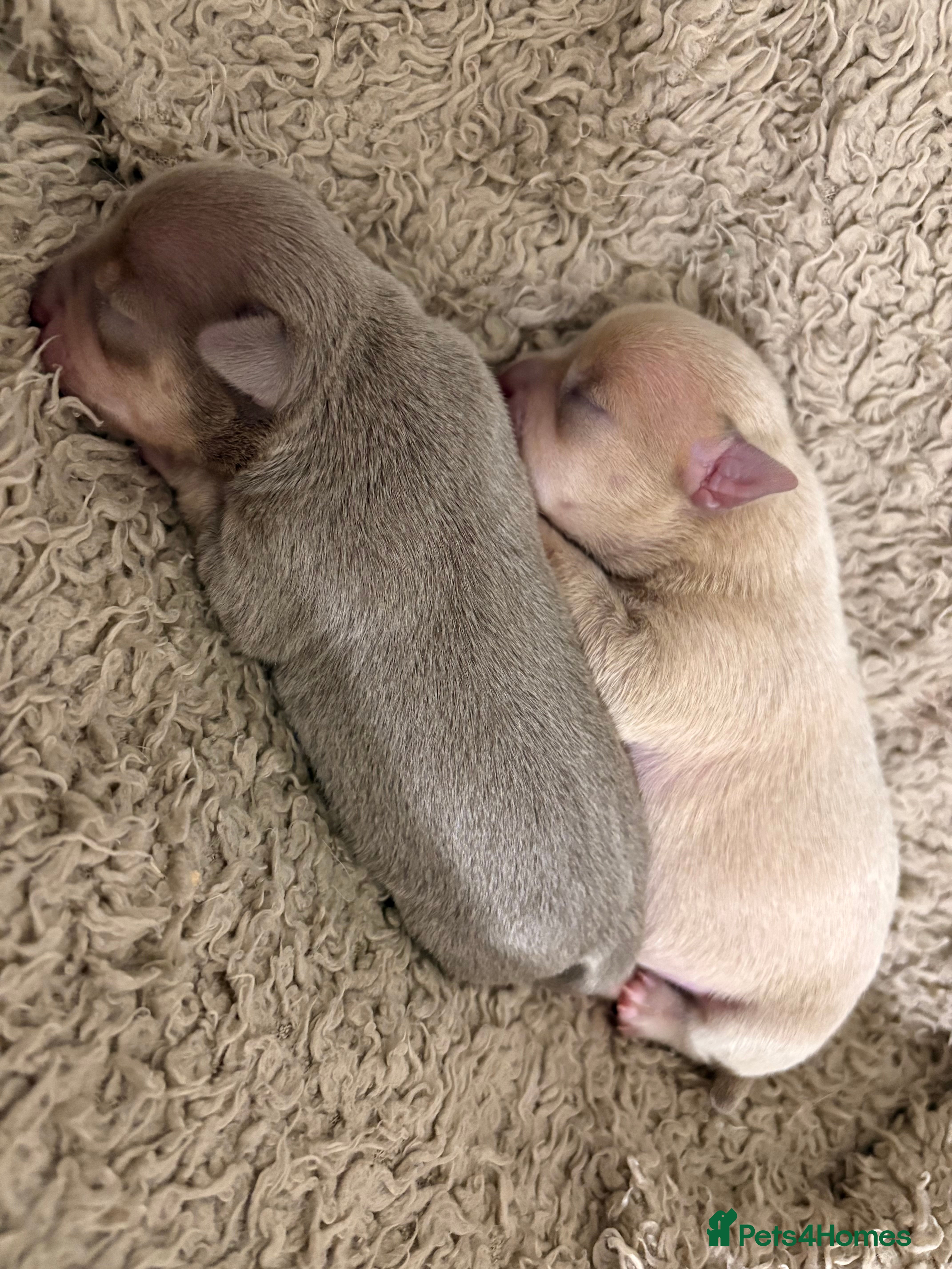 Chihuahua dogs Stunning Chihuahua Puppies!!  - Advert 1