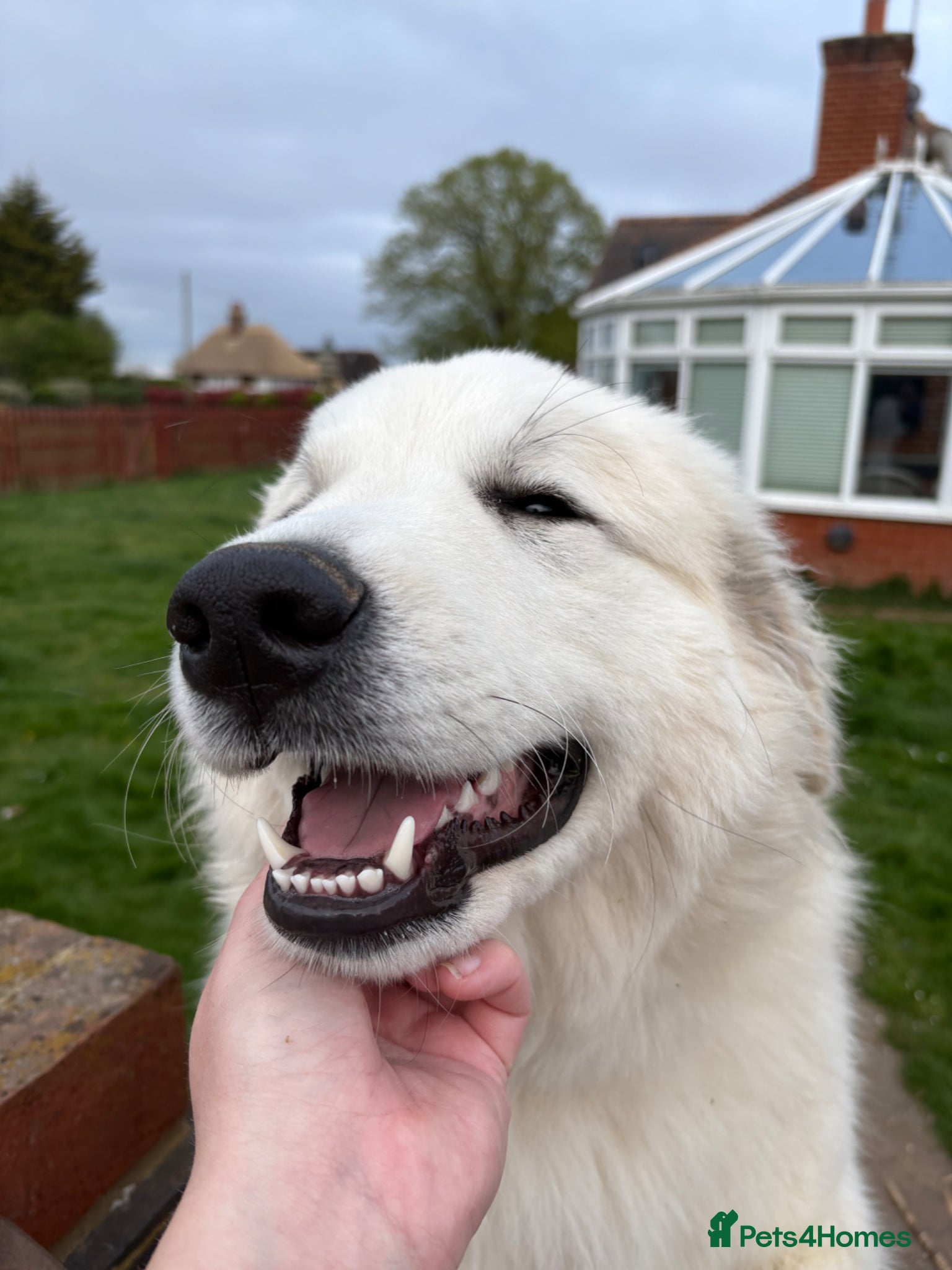 Pyrenean Mountain Dog dogs Pyrenees mountain dog girl  - Advert 7