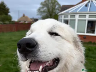 Pyrenean Mountain Dog dogs Pyrenees mountain dog girl - Advert 2