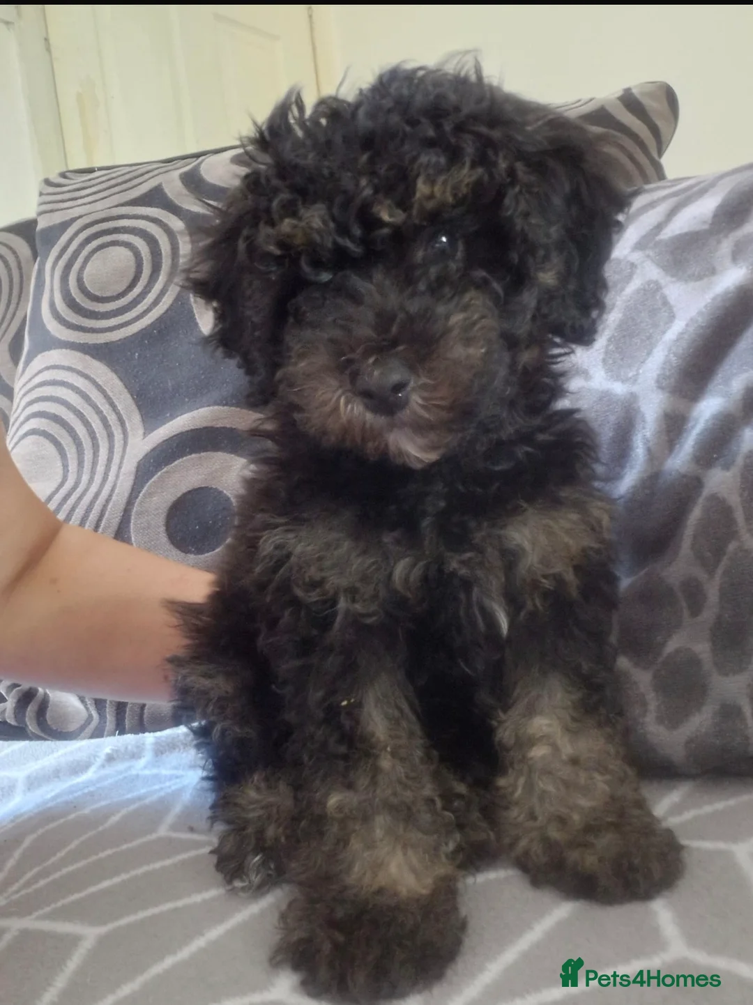 Toy Poodle dogs for sale: Toy poodle  - Advert 1