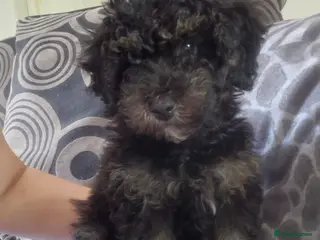 Toy Poodle dogs Toy poodle - Advert 1