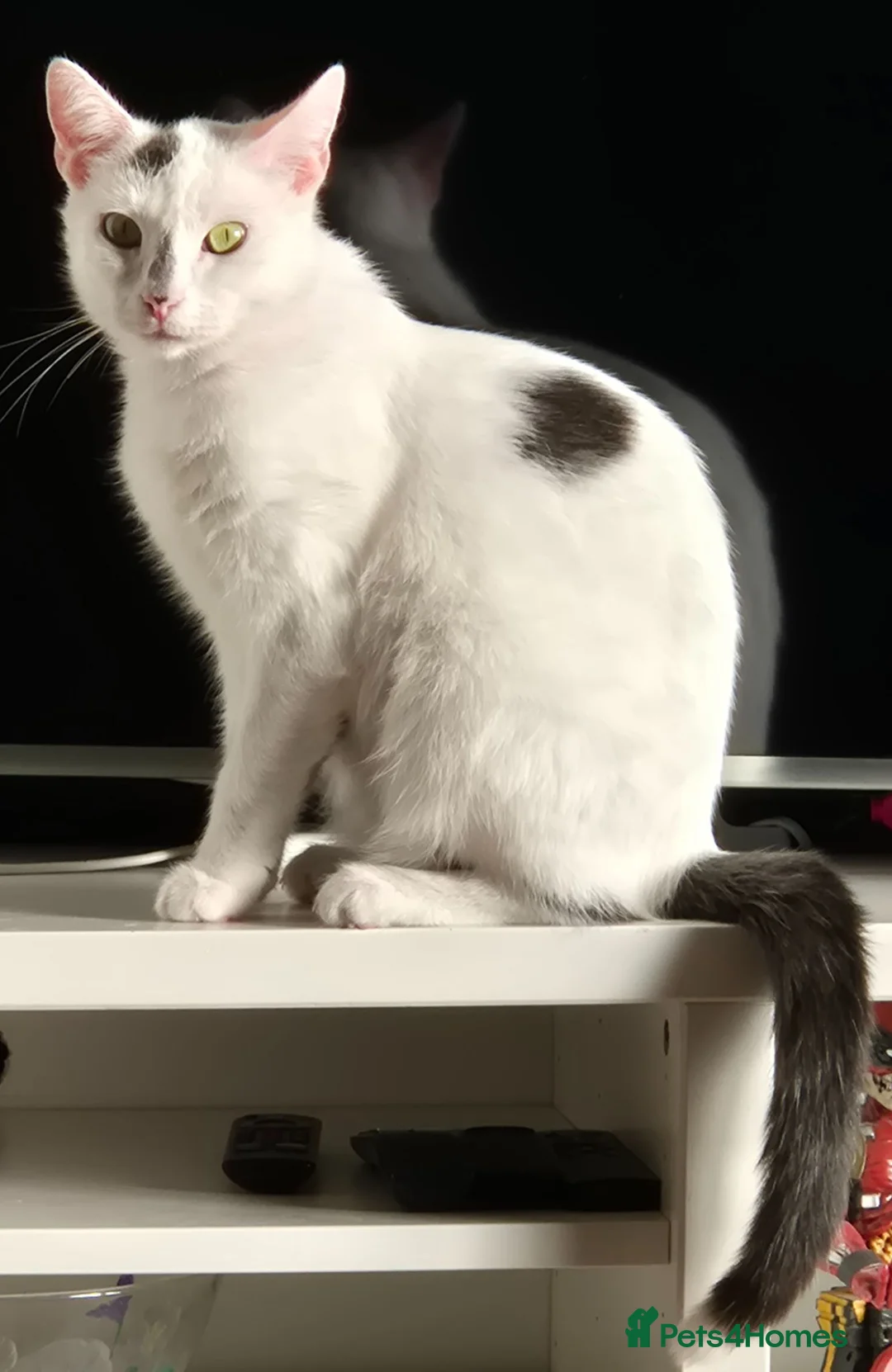 Mixed Breed cats for sale: Black and white kittens. - Advert 1