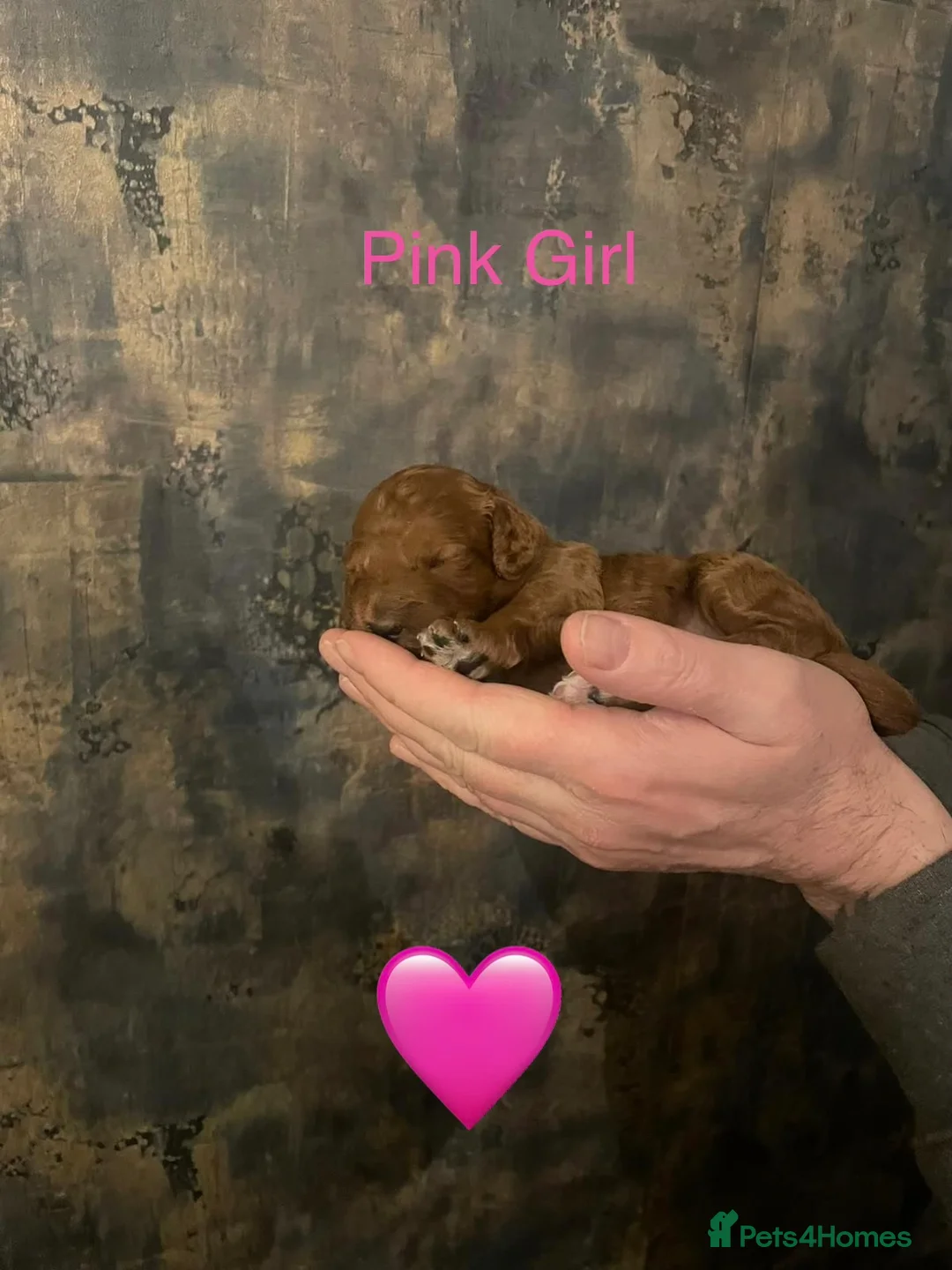 Cockapoo dogs for sale: 🐾Outstanding Health Checked Cockapoo puppies 🐶  - Advert 7