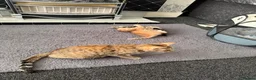 Bengal cats for sale: Bengal Kittens - Advert 2