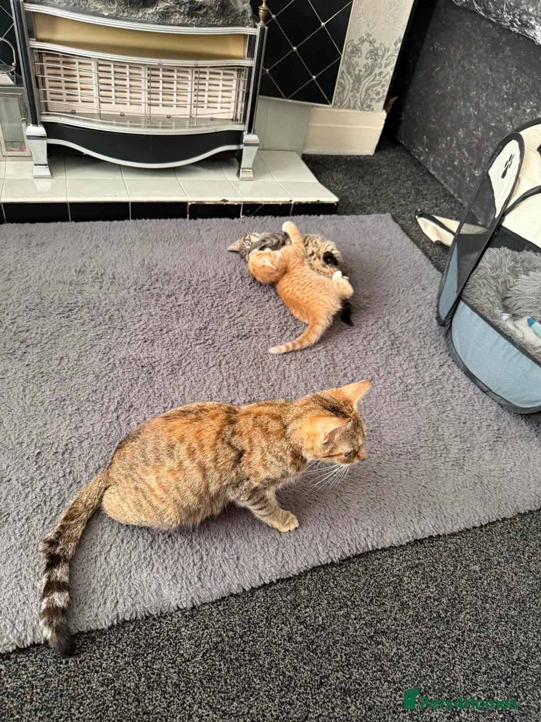 Bengal cats for sale: Bengal Kittens - Advert 2