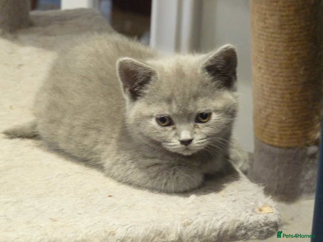 British Shorthair cats for sale: four beautiful british shorthair kittens for sale - Advert 4