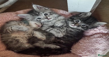 Maine Coon cats - Advert 6