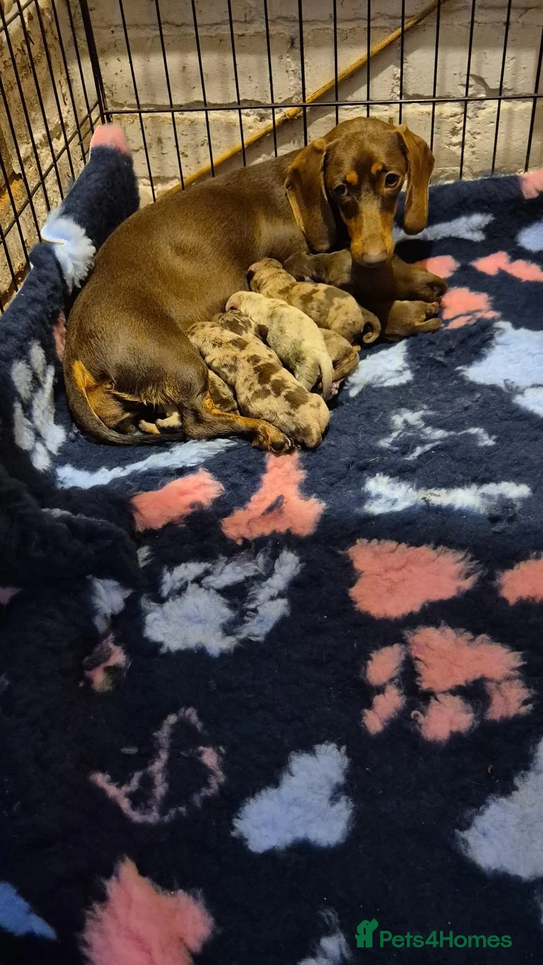 Miniature Dachshund dogs for sale: Miniature dashaund  - Advert 1